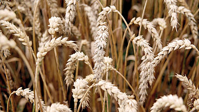 Getreide (zu sehen: Weizen), Fleisch, Milch, Holz, Wein sind Forschungsgegenstände der Agrarwissenschaften.
