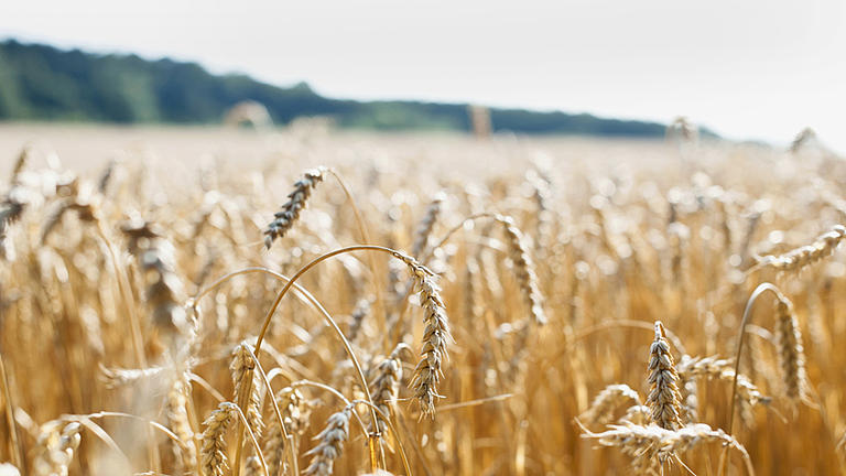 Weizenfeld: Getreideanbau ist ein Forschungsgegenstand der Agrarwissenschaft.