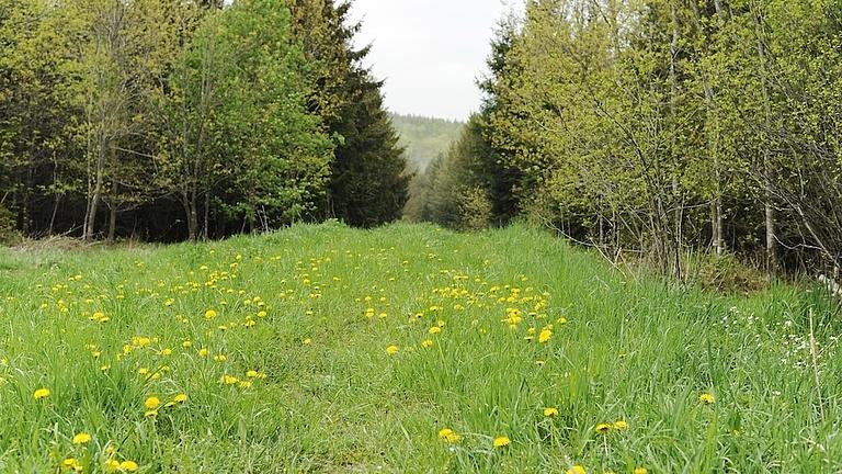 Waldlichtung mit blühendem Löwenzahn.