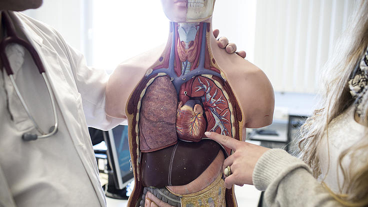 Aufnahme eines anatomischen Modelles eines Menschen, das zwischen zwei Personen steht.
