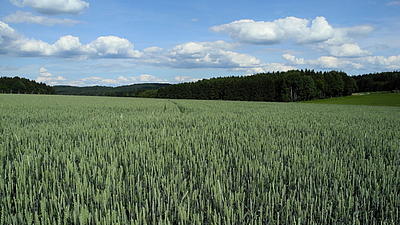 Blick über ein großes Getreidefeld mit grünen Ähren. Am blauen Himmel stehen vereinzelt Wolken. Im Hintergrund ist ein Nadelwald zu sehen.