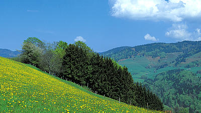 Eine gelbblühende Bergwiese im Sommer, von der ein Teil mit einem Zaun abgeteilt ist.