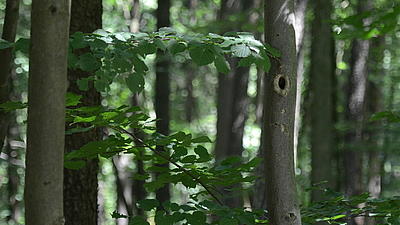 Bäume im Wald: Holz ist ein wirtschaftlich wichtiger Rohstoff.