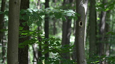 Neben einer Vielzahl von schmalen Baumstämmen, zum Teil mit Astlöchern, wachsen dünne Äste mit kräftigem Blattwuchs.