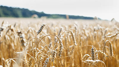 Blick in ein goldenes Weizenfeld. Vorne sind die einzelnen Ähren erkennbar, weiter hinten erkennt man unscharf den Waldrand.