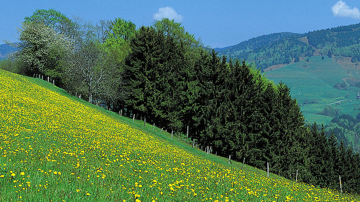 Eine gelbblühende Bergwiese im Sommer, von der ein Teil mit einem Zaun abgeteilt ist.