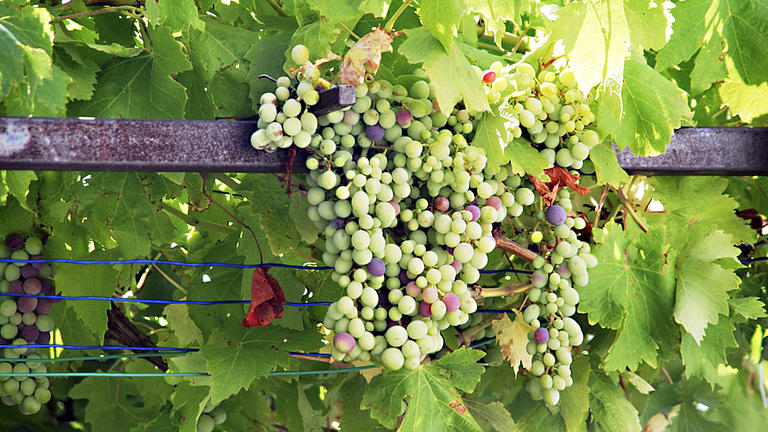 Nahaufnahme von vielen Weintrauben, die an einer Rebe hängen. 
