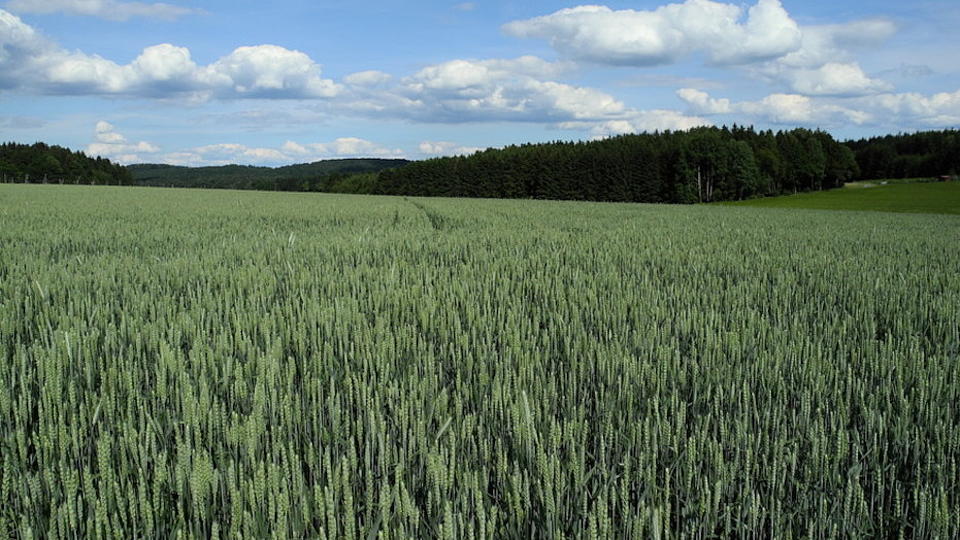 Blick über ein großes Getreidefeld mit grünen Ähren.