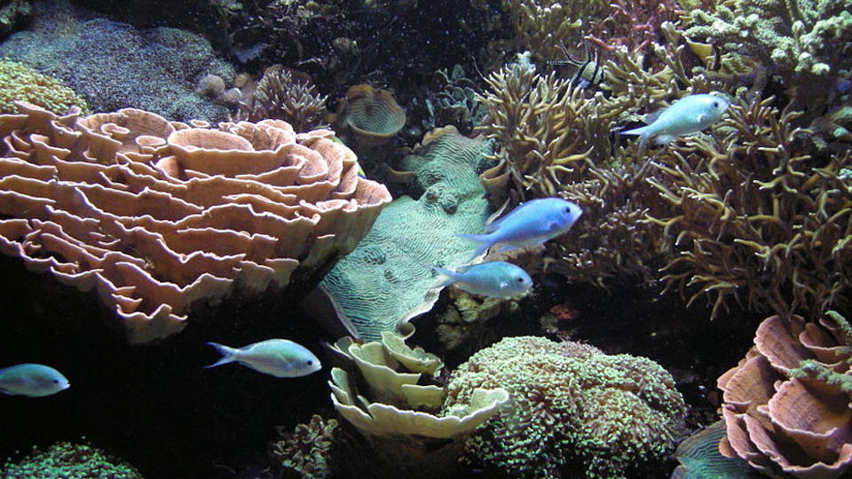 In einem Korallenriff schwimmen fünf kleine Fische.